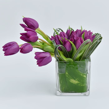 Entwined Tulip