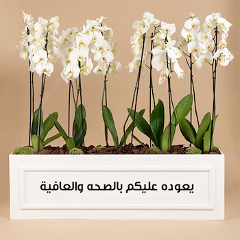 Orchid Chain