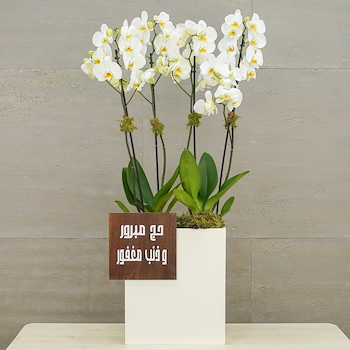فانسي لونا 3