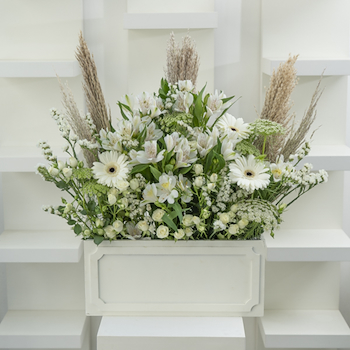 سبيشال بوكس