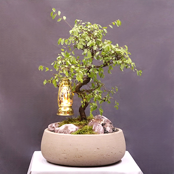 Zelkova Bonsai Tree