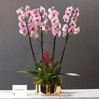 Pink Washington Orchid