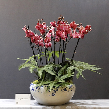 Amazing Red Orchid Bowl