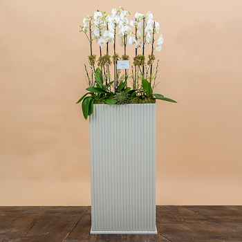 Majestic White Orchid