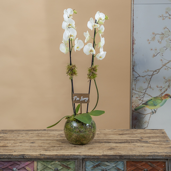 Orchid I