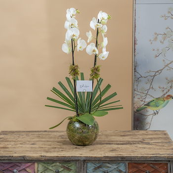 Orchid II