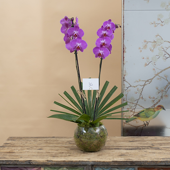 Orchid III