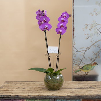 Orchid IV