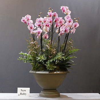 Baby Pink Garden