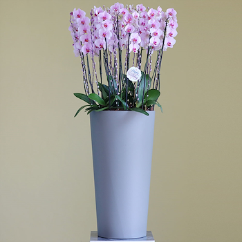 Loveliness Pink
