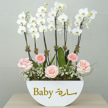 شارب بينك 2