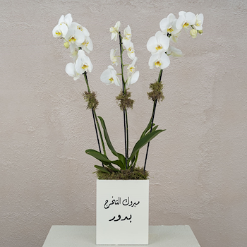ليما 6