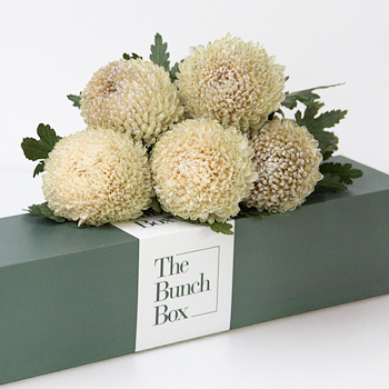 Ivory Chrysanthemum
