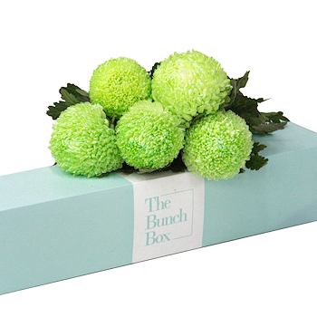 Meadow Lime Chrysanthemums