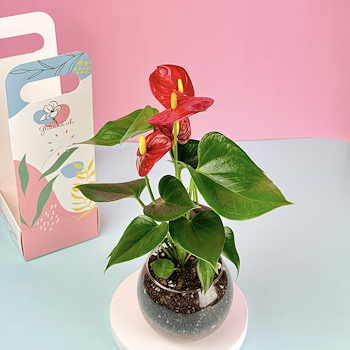 Little Anthurium Plant