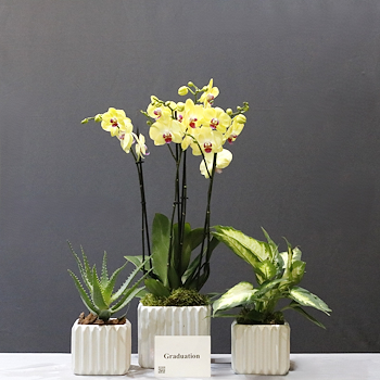 Yellow Orchid & Dieffenbachia