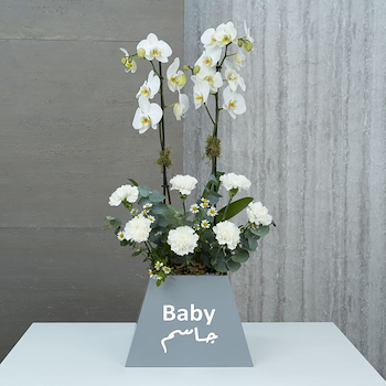 Plant 3