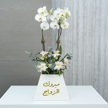 Plant 8