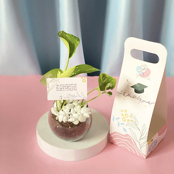 Pothos Plant