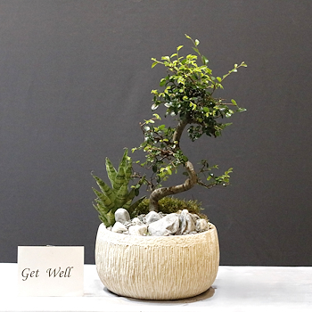 Zelkova Garden 01