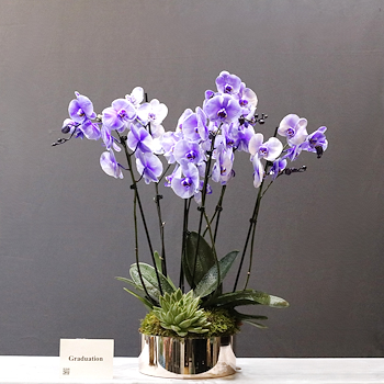 Gorgeous Cascade Purple