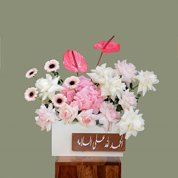 Dream Box 4