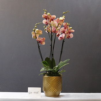 Golden Vase