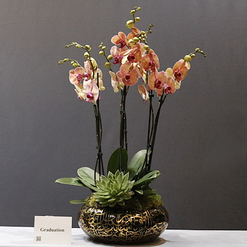 Peach Cymbidium