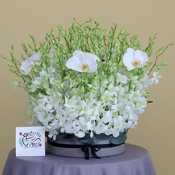 Glossy Orchids