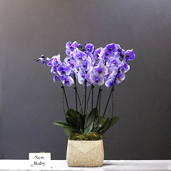 Purple Cascade