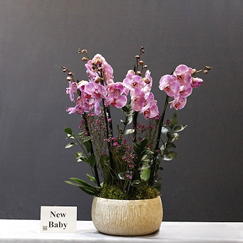 Pink Phalaenopsis