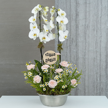 Planty 1