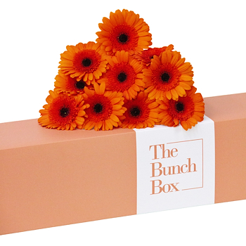 Orange Cramba Gerbera
