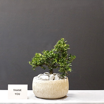 Bonsai Plant