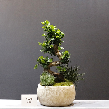 Ficus Garden