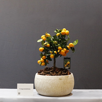Calamondin Holland 3