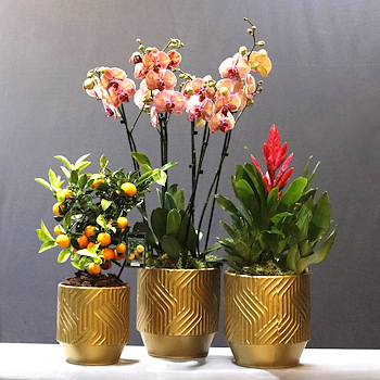 Trio Set