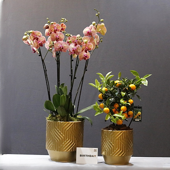 Orchid & Calmondin Set