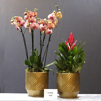 Orchid & Vriessea Set