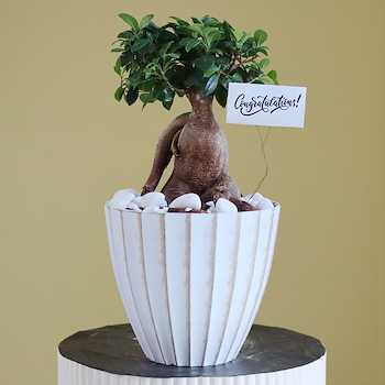 White Bonsai Vase