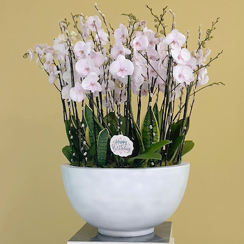 Lite Pink Orchid