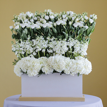 Perfect White