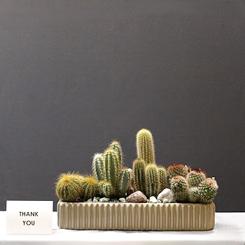 Notocactus & Parodia Warissi