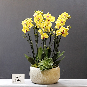 Royal Yellow
