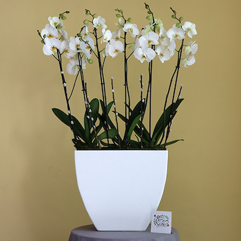 Blooming Orchid 2