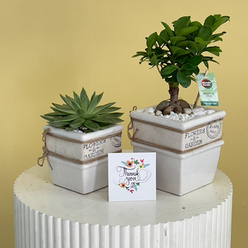 Bonsai Garden