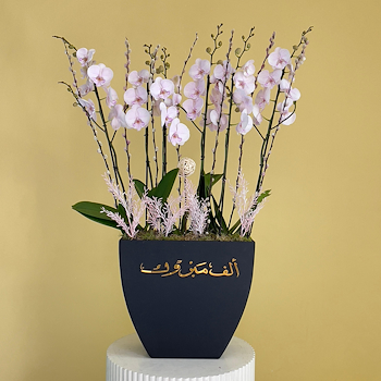 Orchids Pink Manta