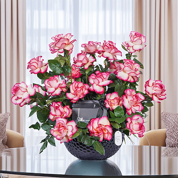 Rose Dream