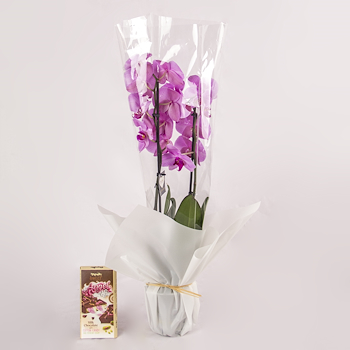 Delicate Blooms Angel Milk