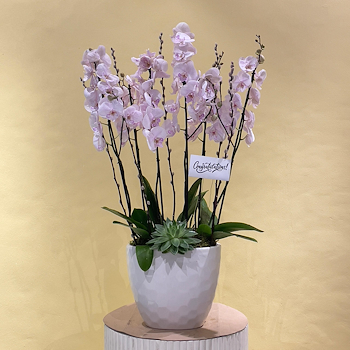 Soft Pink Orchids